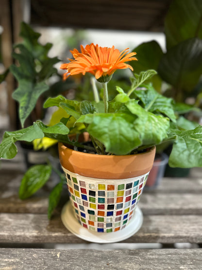 Mosaic planters at Flannel in Hancock, MD 7/16/24