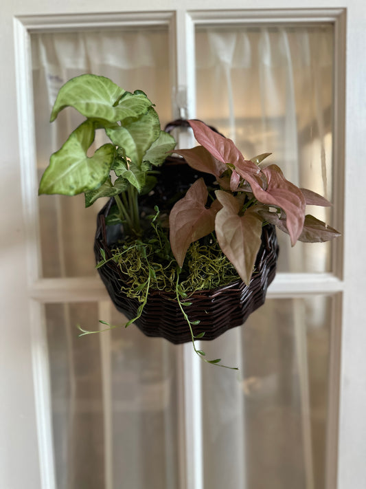 Hanging basket arrangement workshop 1/18/24 6pm