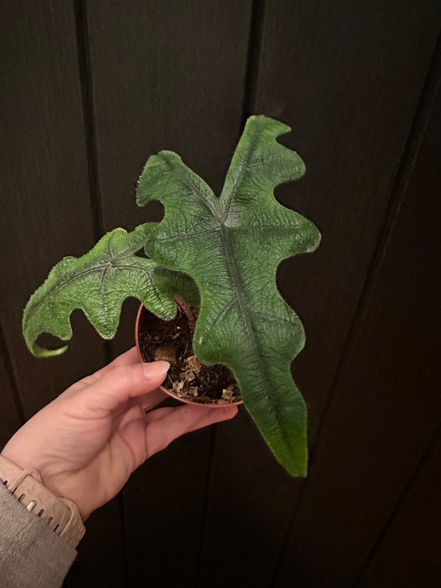 4” Alocasia Jacklyn