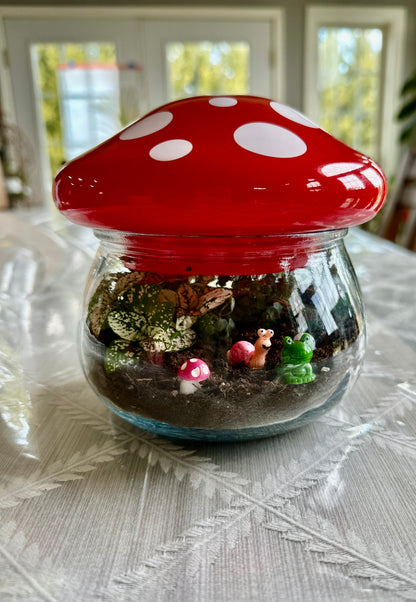 Mushroom terrariums 3/1/25