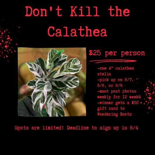 Don't kill the calathea Stella