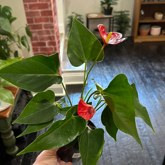 4” anthurium red