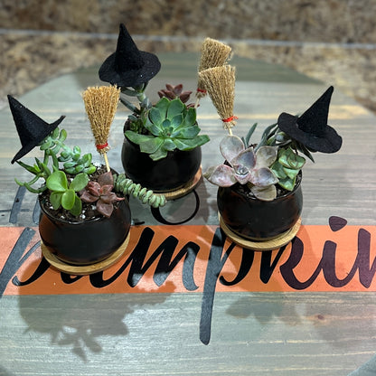 MYO succulent cauldron at Flannel on Main, Hancock MD 10/27/24