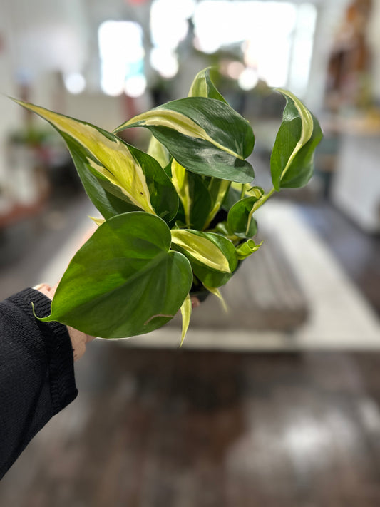 4” Philodendron Silver Stripe