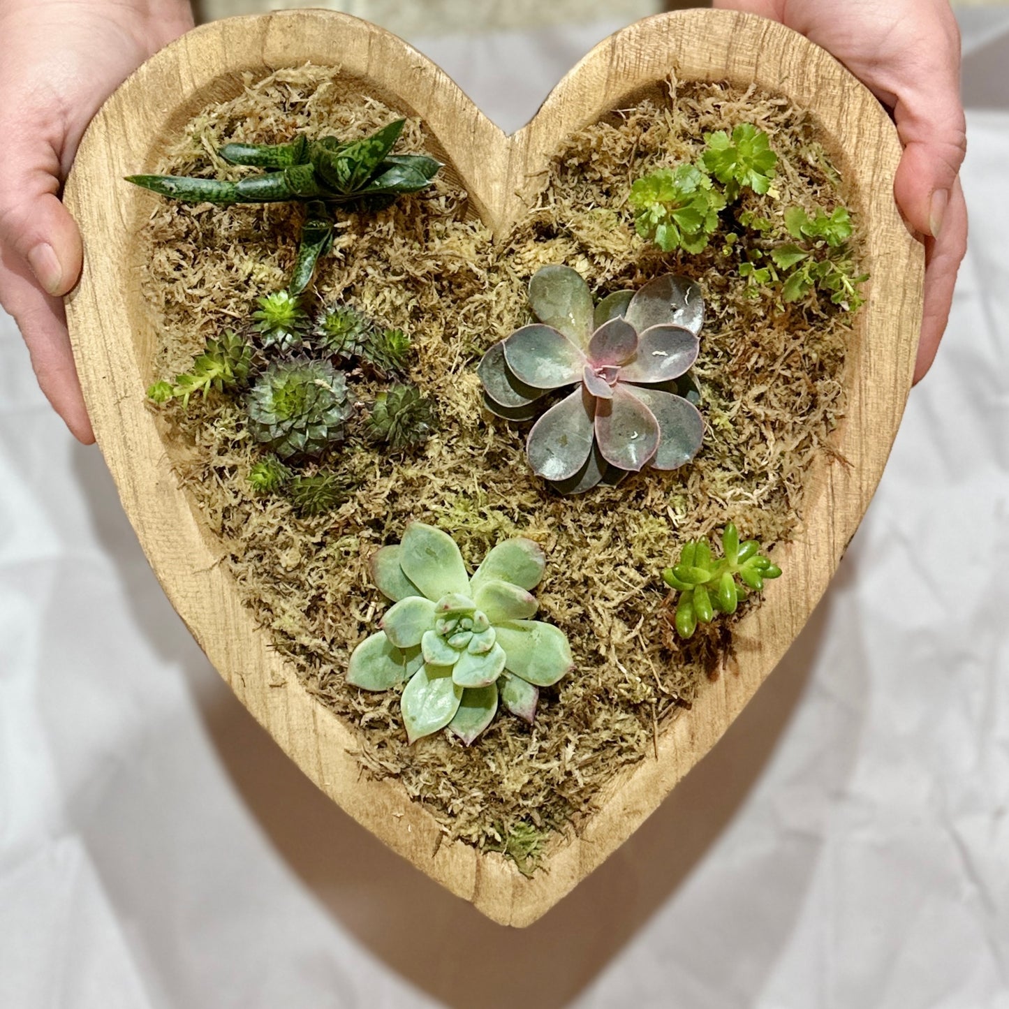 Sweethearts and succulents: a Valentine event 2/9/24 6pm