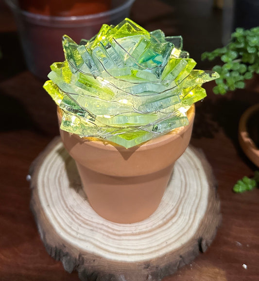Sea Glass Succulents with Wandering Roots at Black Draft Distillery 9/20/26