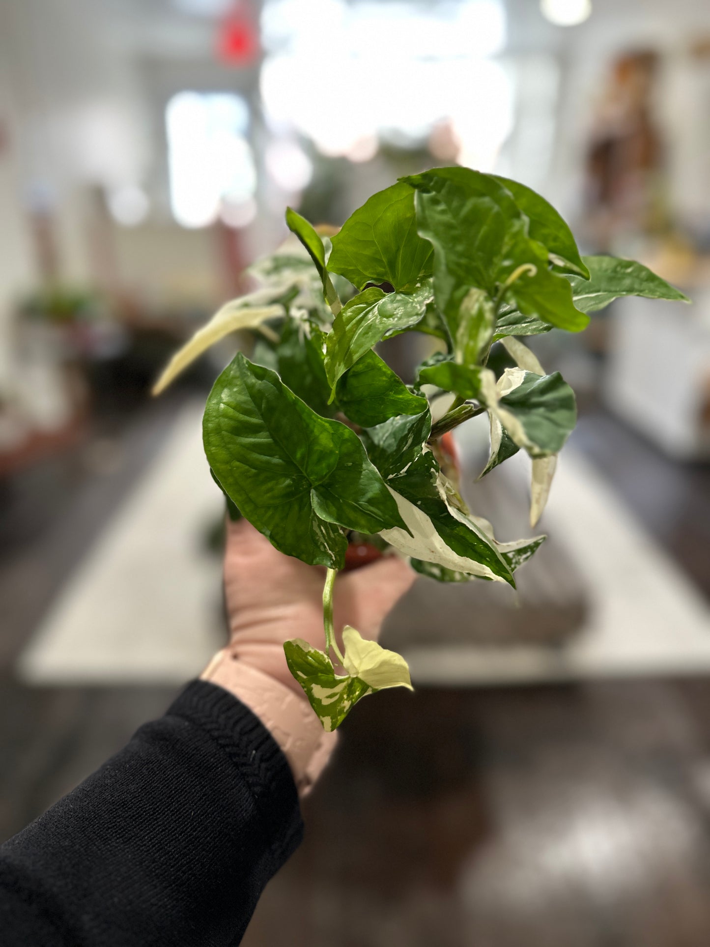 Syngonium albo variegated