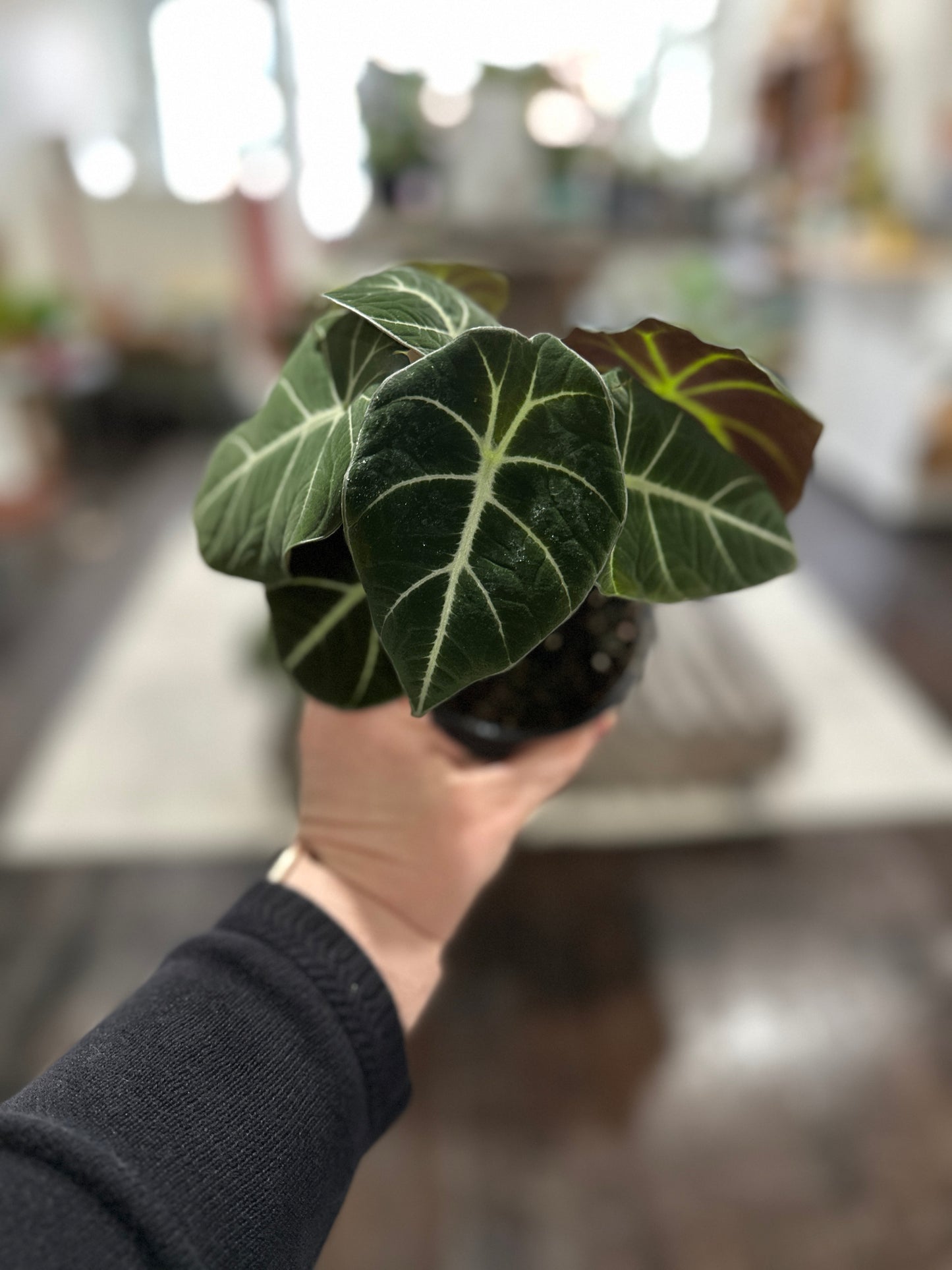 Alocasia Black Velvet