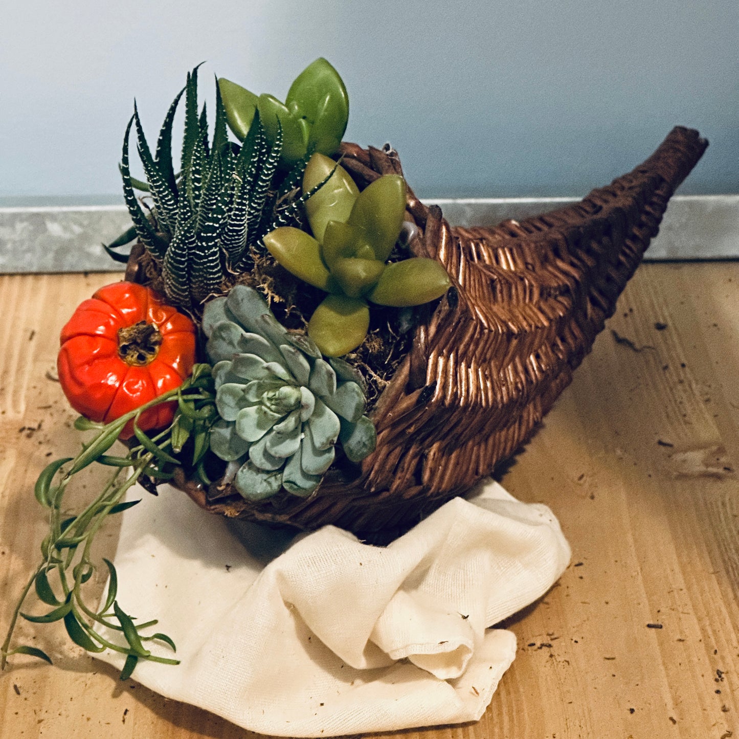 Cornucopia of Succulents