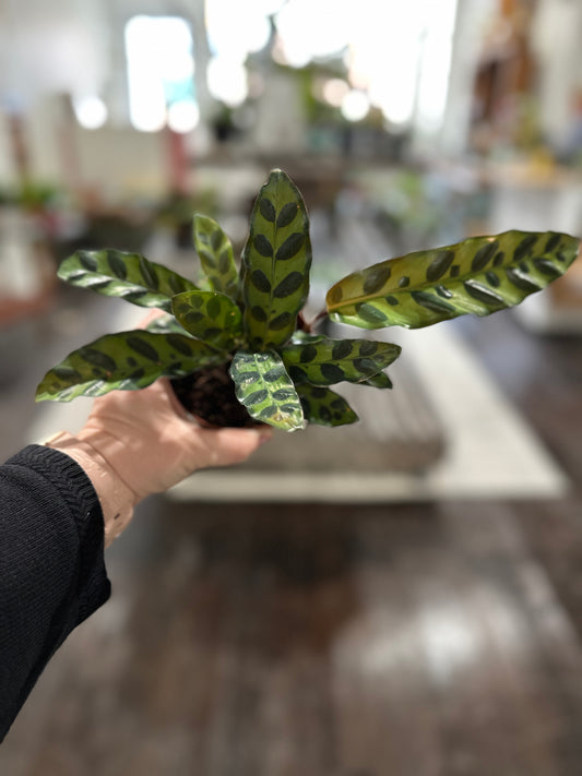 Calathea lancifolia