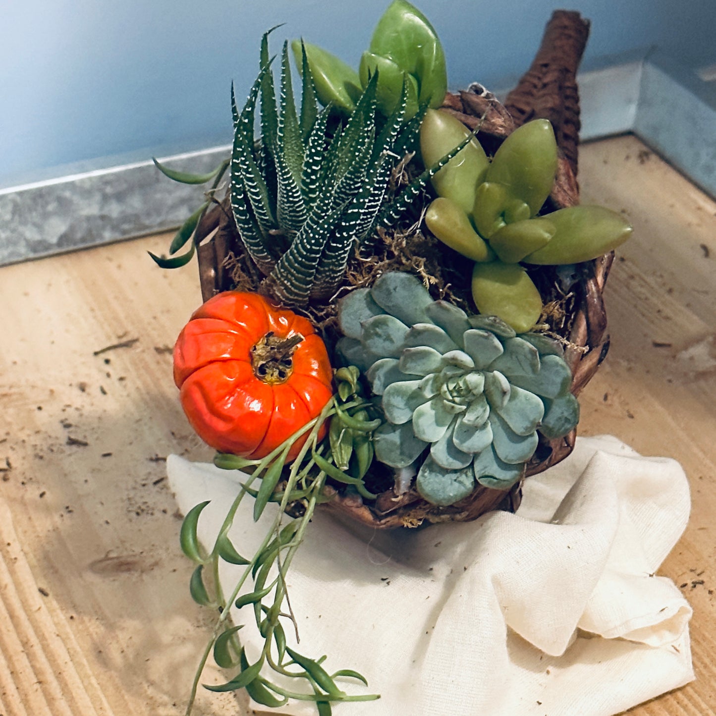 Cornucopia of Succulents