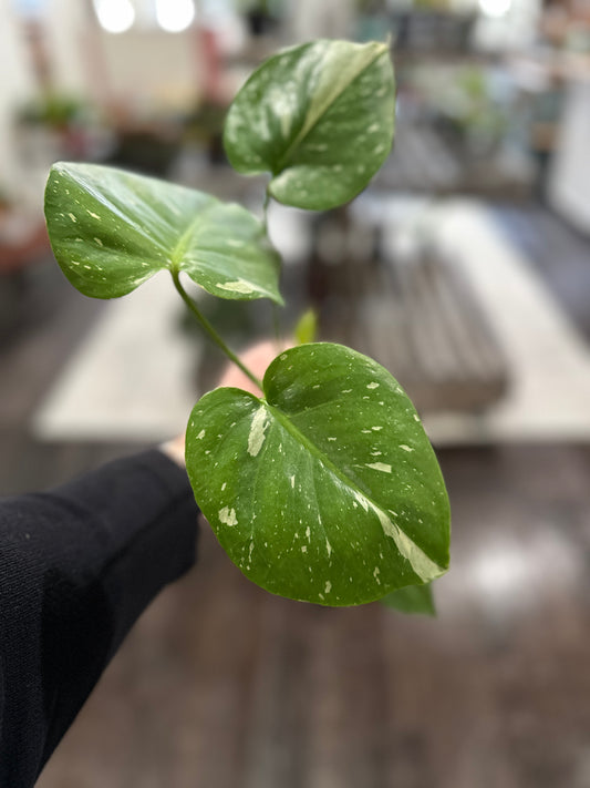 Monstera Thai Constellation