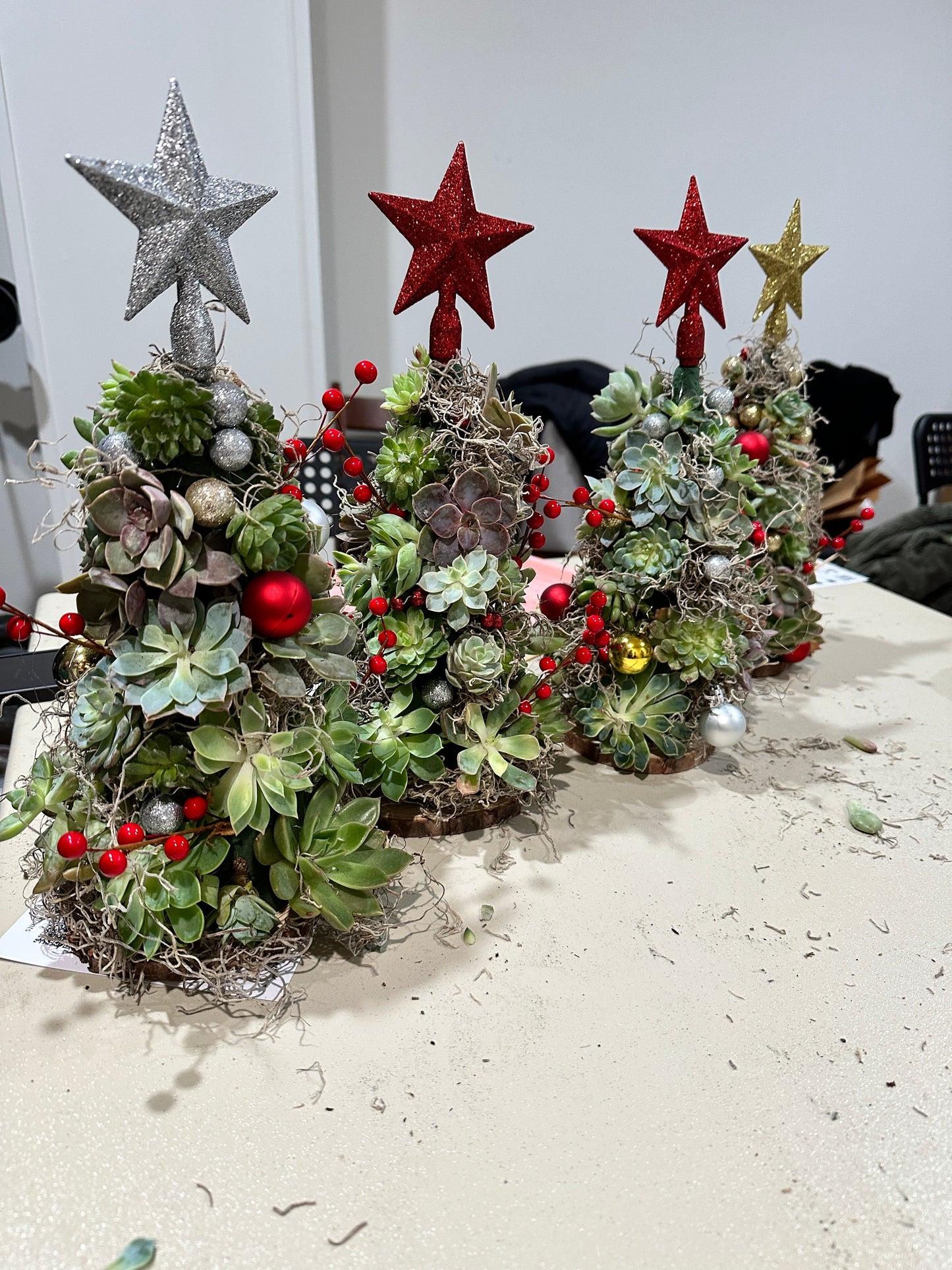 Succulent Christmas trees 12/12/25