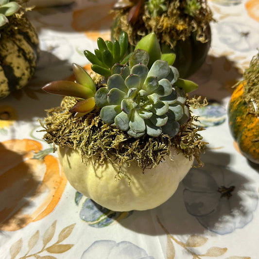 Pumpkulents with Wandering Roots at Devil's Due distillery 10/11/26