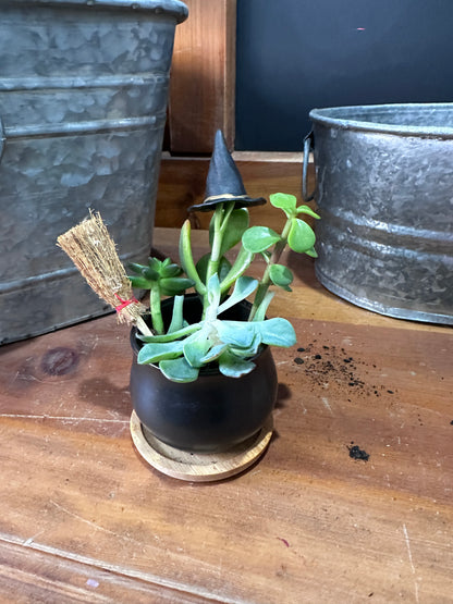 MYO succulent Cauldron kit 10/11/26