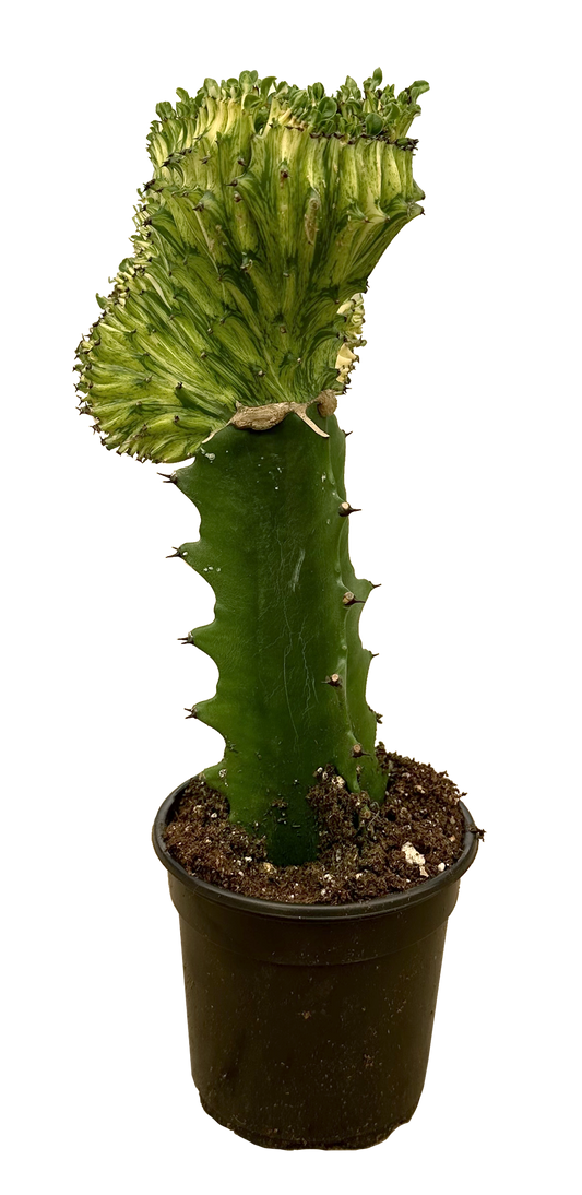 Cactus Mermaid Tail Yellow 4 inch Pot Cover