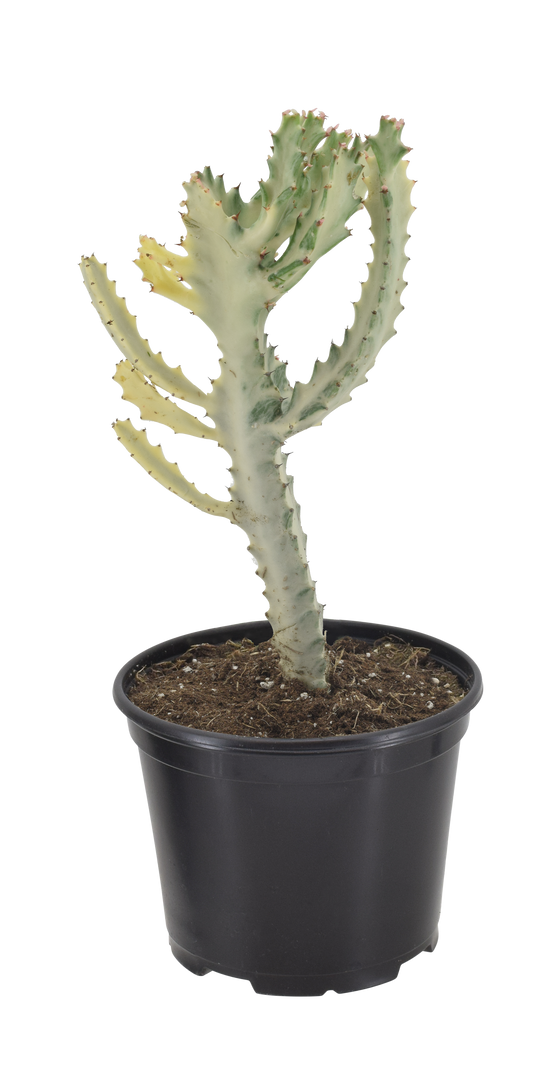 Cactus White Ghost Dragon Bone 4 inch Grower pot