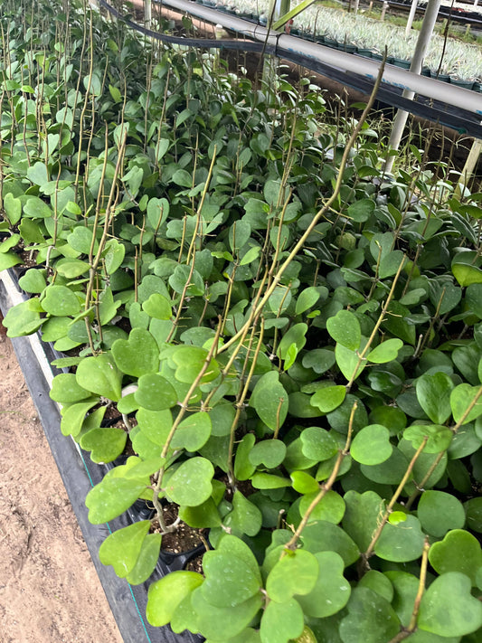 3.8” Hoya  Kerri Vine Plant