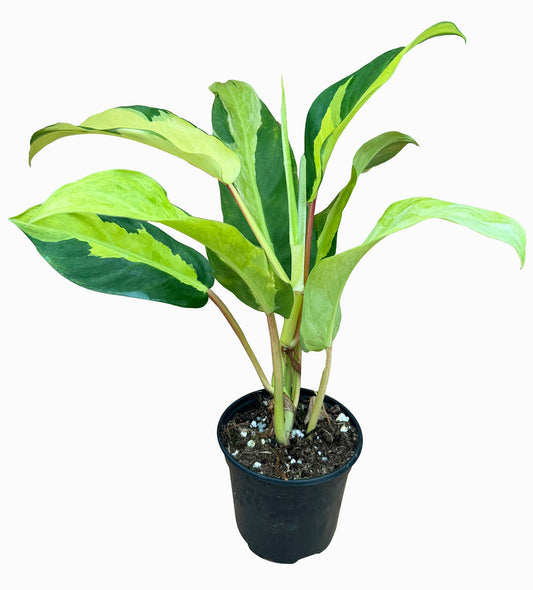 Philodendron Thai Sunrise (low varieg.) 4 inch Grower Pot