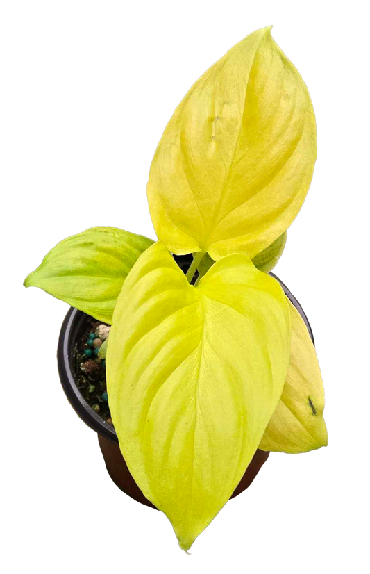 Homalomena Emerald Gem Golden 3.5 inch Grower Pot