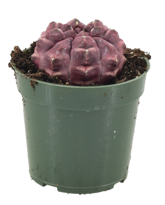 Cactus Dream 3 inch Grower Pot