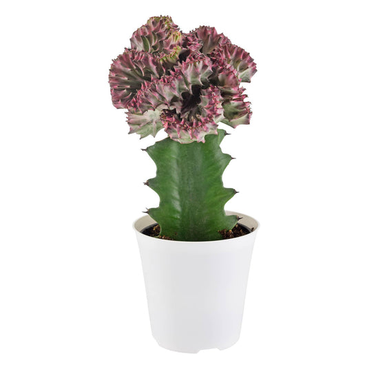 Cactus Mermaid Tail Light Purple 4 inch Pot Cover