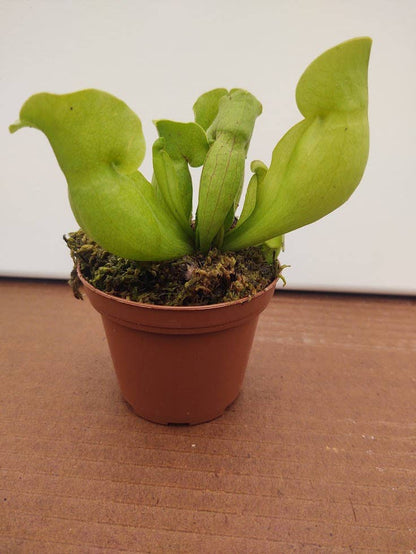 3" Potted Sarracenia Carnivorous Assortment