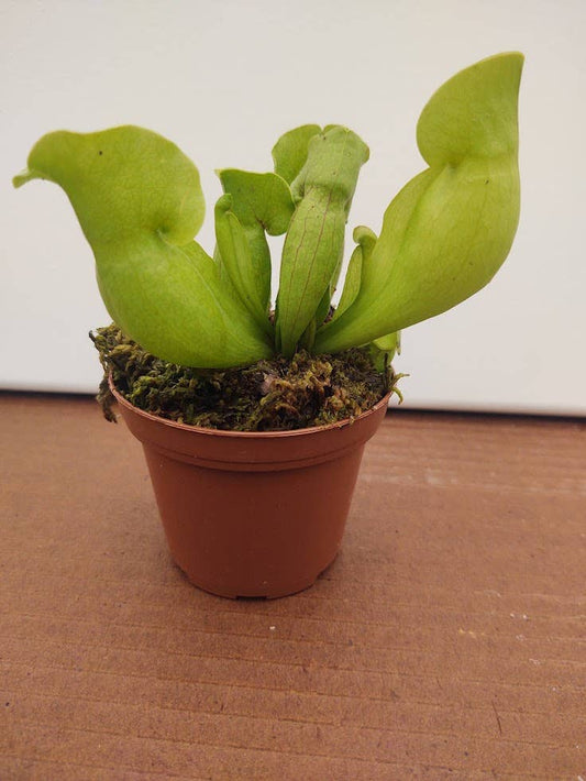 3" Potted Sarracenia Carnivorous Assortment