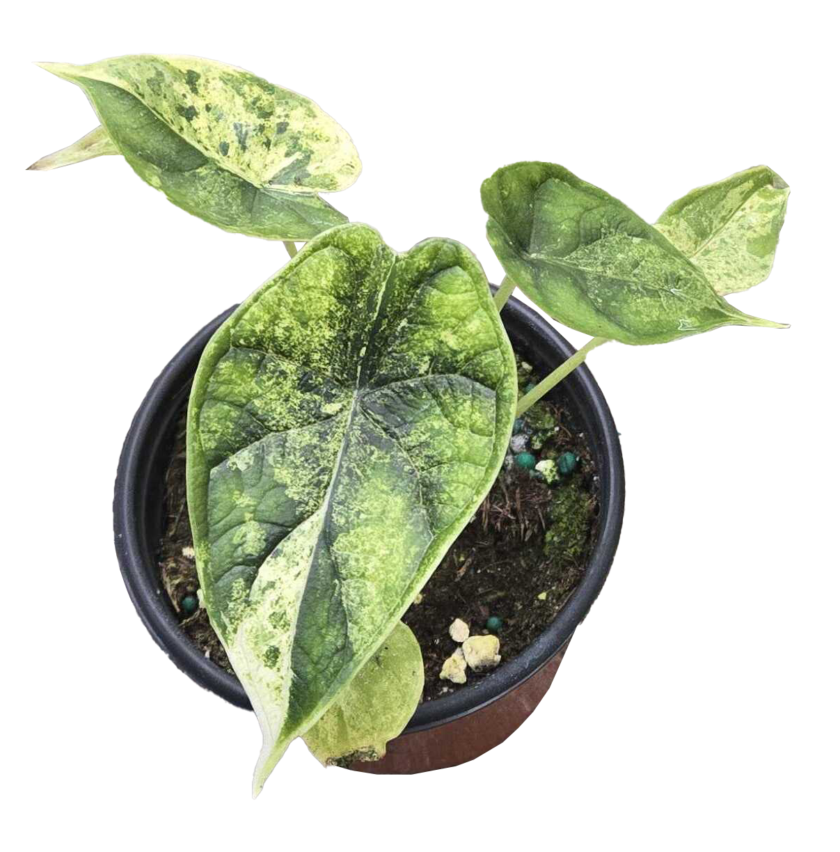 Alocasia Dragon Scale Mint Variegated 4 inch Grower Pot