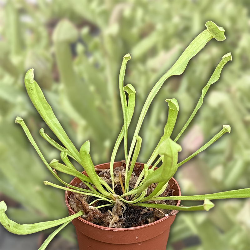 3" Potted Sarracenia Carnivorous Assortment