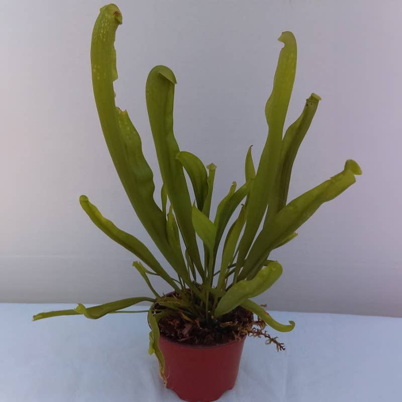 3" Potted Sarracenia Carnivorous Assortment