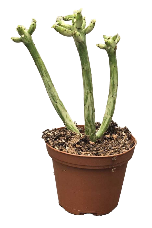 Euphorbia Sticks on Fire Variegated