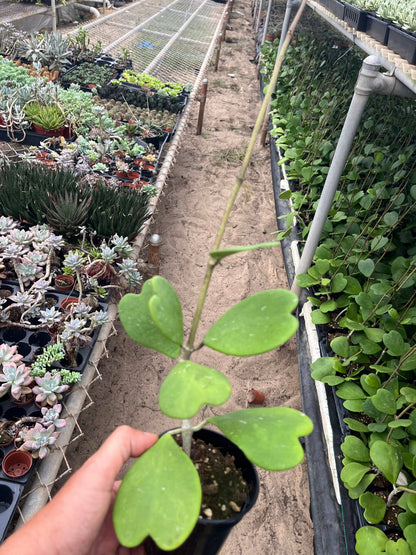 3.8” Hoya  Kerri Vine Plant