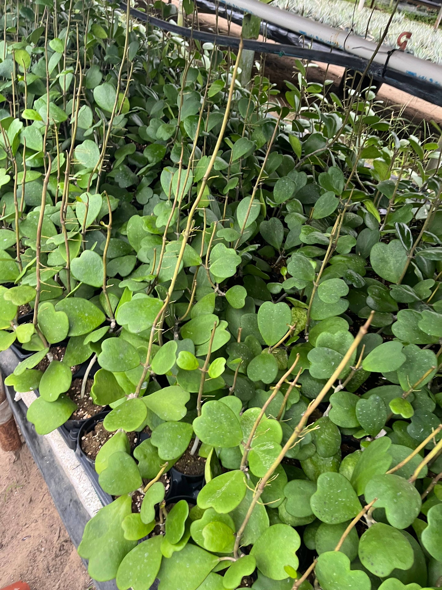 3.8” Hoya  Kerri Vine Plant